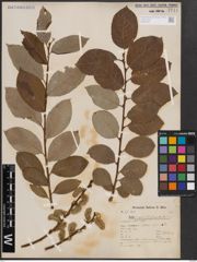 Foto von Salix caprea L.
